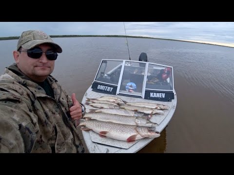 Видео: ОГРОМНЫЕ  ЩУКИ КЛЮЮТ ОДНА ЗА ДРУГОЙ / РЫБАЛКА НА КРАЙНЕМ СЕВЕРЕ / PIKE FISHING