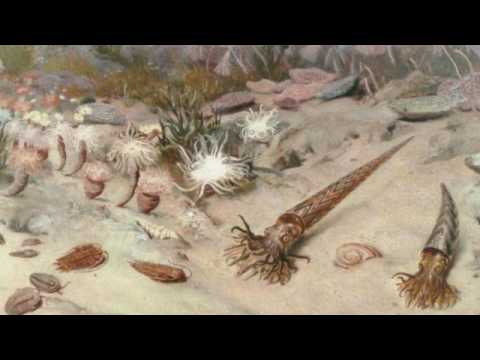 Видео: Александр Марков - Происхождение жизни, происхождение человека