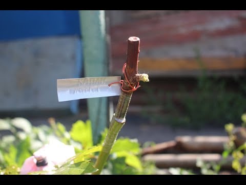 Видео: Успешная прививка винограда.  Как её сделать.