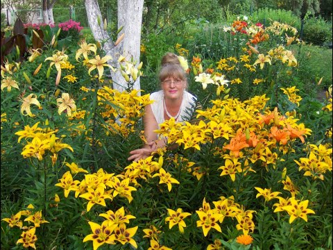 Видео: Маленький Огородик Елены Тереховой -  Прикормка золой 2016.02.04