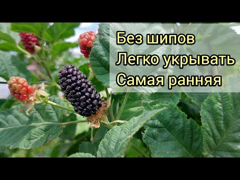 Видео: Ежевика Коламбия Санрайз