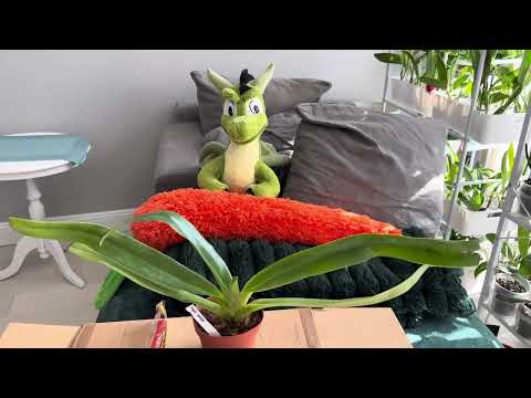 Видео: Первая осенняя посылка немного меня разочаровала😔#orchid #flowers #paphiopedilums #plants 