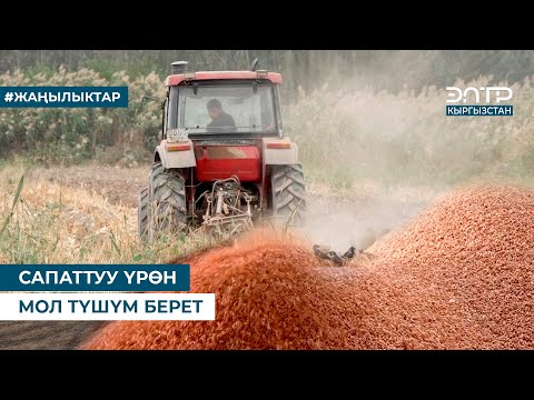 Видео: САПАТТУУ ҮРӨН МОЛ ТҮШҮМ БЕРЕТ