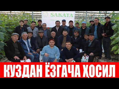 Видео: Сентябрда экилган Ребел F1 дан мақсад Июнгача ҳосил терим қилиш (Cucumber Rebel F1-Sakata)