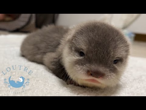 Видео: Выдра Тороро 1 год роста Особая история