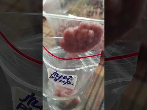 Видео: Стратификация семян.#растения#дача#сад#plants#garden 