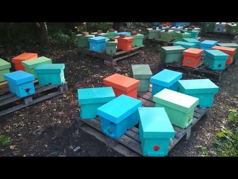 Видео: Мой нуклеусный парк!