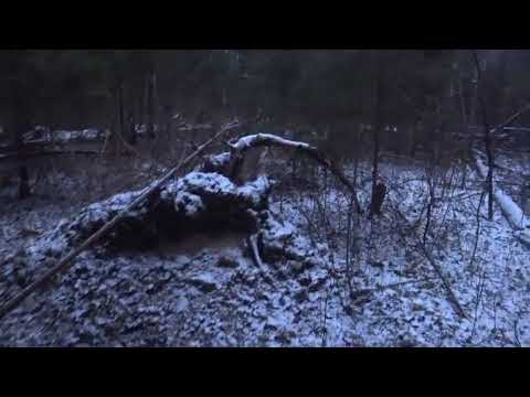 Видео: ОХОТА на ЗАЙЦА с РУССКОЙ ГОНЧЕЙ 22.11.23.
