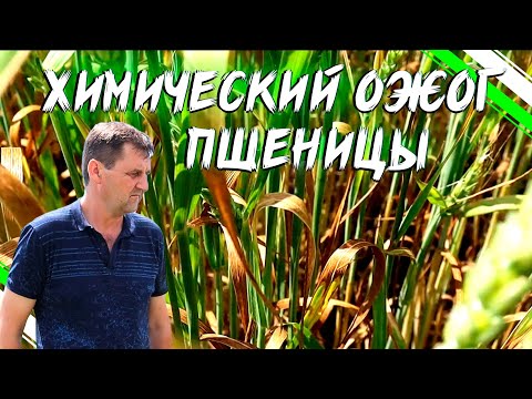 Видео: ХИМИЧЕСКИЙ ОЖОГ ОЗИМОЙ ПШЕНИЦЫ.