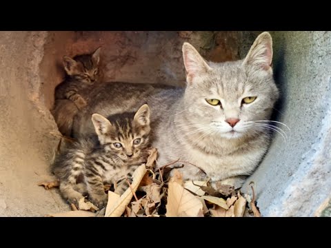 Видео: Бедная бродячая кошка родила двух котят на воле, и они голодают. 💔🐈😽