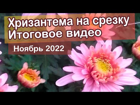 Видео: Хризантемы на срезку. Конец сезона. Осень 2022