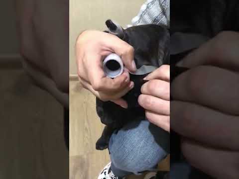 Видео: Постановка ушей после купирования . Кане Корсо .