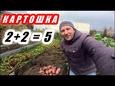 Видео: Рекордный урожай картофеля без окучивания и прополки.  Весь сезон 2023 от посадки до сбора урожая.
