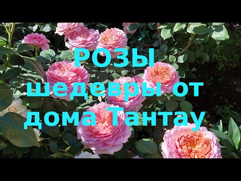 Видео: Крупноцветковые розы Тантау