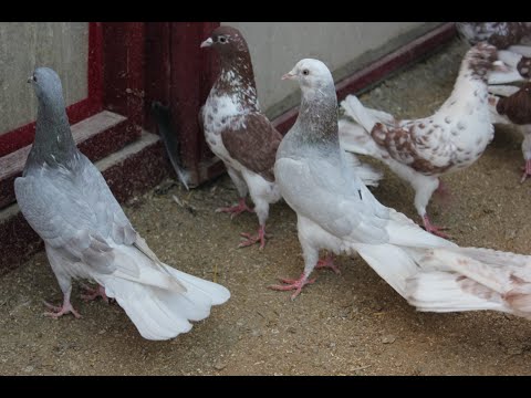 Видео: Baki Goyercinleri Бакинские Голуби Baku Pigeons Ruslan_Şahin 2020