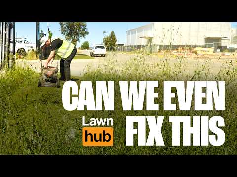 Видео: День ухода за газоном от Lawnhub