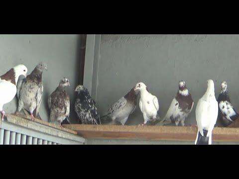 Видео: БАКИНСКИЕ ГОЛУБИ САЛАВАТА НУХОВА г  УФА