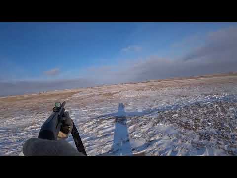 Видео: По два зайца на каждого.