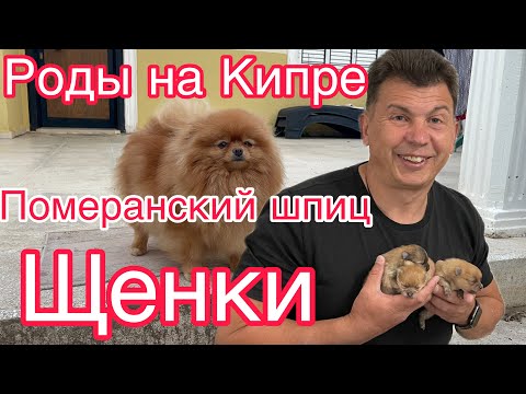 Видео: Как появились на свет наши первые КИПРиотики - ЩЕНКИ померанского ШПИЦА. Роды на Кипре. Кесарево.