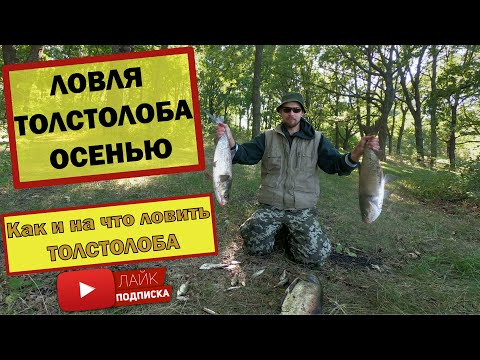 Видео: ЛОВЛЯ ТОЛСТОЛОБА ОСЕНЬЮ. Как и на что ловить ТОЛСТОЛОБА. Вяловское водохранилище.