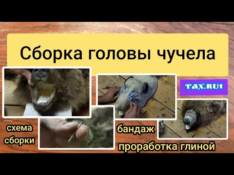 Видео: голова медведя сборка головы чучела