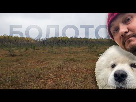 Видео: На болото за клюквой на ГАЗ-69А