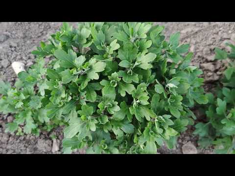 Видео: Отличие хризантемы мультифлоры от дубков