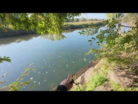 Видео: осенний выход на сазана