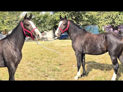 Видео: 8 октября 2025 г.