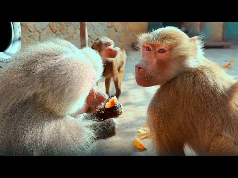 Видео: Елисей как СВИНка, но не факт что БЕСПЛОДЕН! Начинаем отсчет возможной БЕРЕМЕННОСТИ Люси и Лиды!