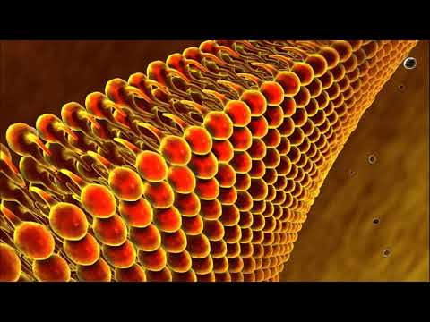 Видео: №2 липидтер-1