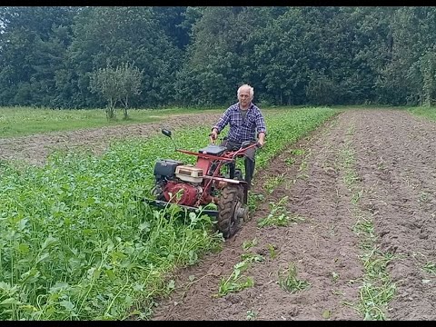 Видео: Запахал сидераты не скашивая..
