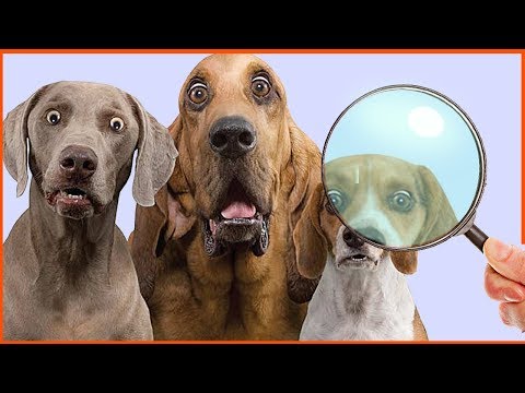 Видео: 15 Самых НЕОБЫЧНЫХ Профессий!