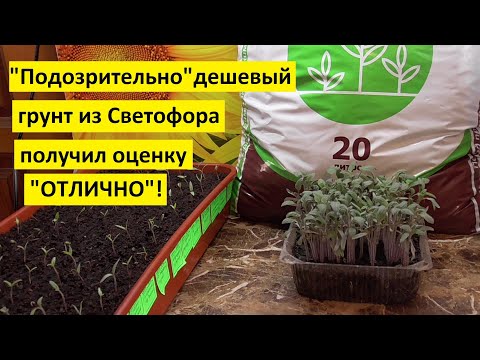 Видео: Магазинный грунт для рассады протестирован и показал высокое качество. Буду его использовать!