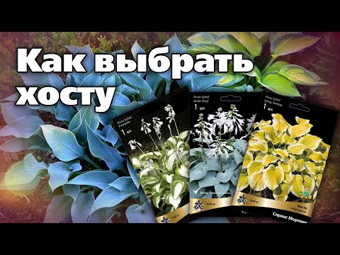 Видео: Выбираем хосты в магазине. Подсказки опытного садовода