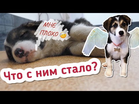 Видео: Чудесная история щенка. Выжил вопреки всему.