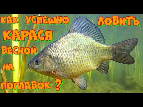 Видео: Первая РЫБАЛКА на КАРАСЯ Весной ! Ловля КАРАСЯ на ПОПЛАВОЧНУЮ Удочку в камыше .