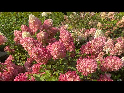 Видео: Большой видео каталог метельчатых гортензий (hydrangea paniculata), старые и новые сопта