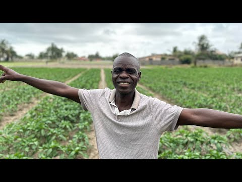 Видео: Выращивание болгарского перца в Гане: как шаг за шагом заработать 100 тыс. рупий (даже на 1 акре)
