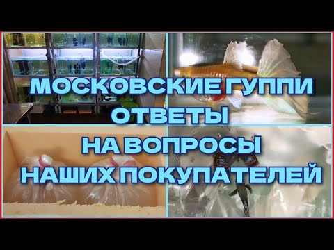 Видео: МОСКОВСКИЕ ГУППИ: ОТВЕТЫ НА ВОПРОСЫ НАШИХ ПОКУПАТЕЛЕЙ/ MOSCOW GUPPIES: ANSWERS TO QUESTIONS