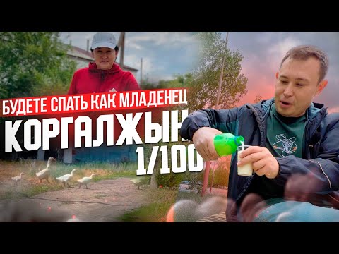 Видео: Село Коргалжын: Пью кумыс, ем куырдак и слушаю местных #казахстан #жизнь #путешествия