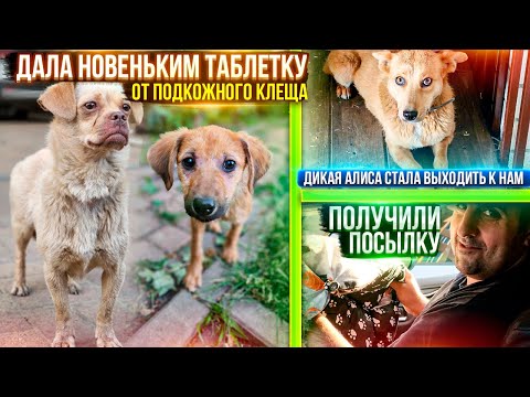 Видео: Перс чуть не убежал. Обрабатываю новых подобрышей с трассы. Покупки хвостикам. Пришла посылка.