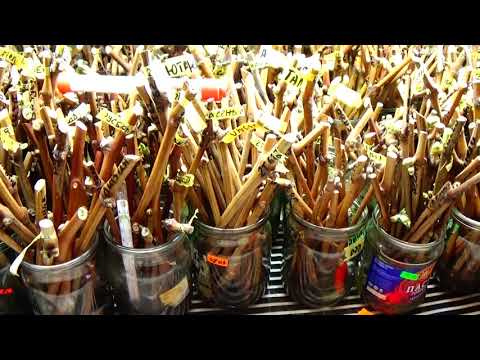 Видео: Не зная этого, Вы не вырастите  качественные  саженцы!