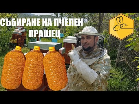 Видео: Събиране на пчелен прашец