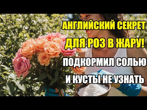Видео: Одна ложка – и розы оживают даже в жару! Розы зацветут в два раза пышнее – проверенный метод!