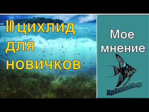 Видео: Топ 10 цихлид для начинающих аквариумистов