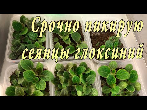 Видео: Срочно пикирую сеянцы глоксиний