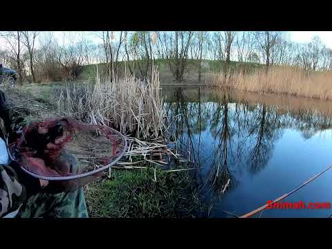 Видео: Мартенски линове на баластриера  Световрачане