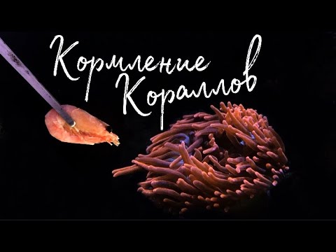 Видео: Кормление кораллов | Морской аквариум