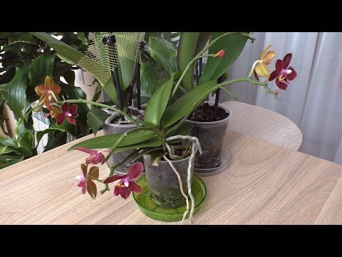 Видео: Орхидеи из посылки. Проявились гнилые корни./ Пересылка  орхидей в условиях ЛЕТНЕЙ ЖАРЫ.